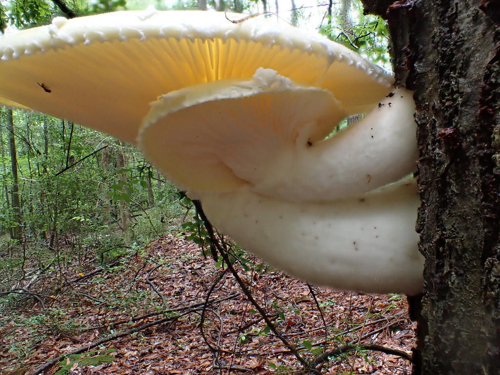 Lynx Paw Oyster · May 2026 · photo: Photo: (c) David Wilkins, some rights reserved (CC BY) · iNaturalist