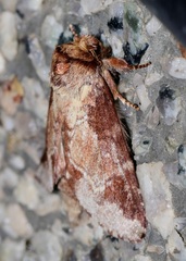 Neodrymonia taipoensis