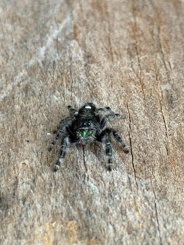 Bold Jumping Spider