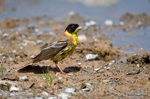 Black-headed Bunting