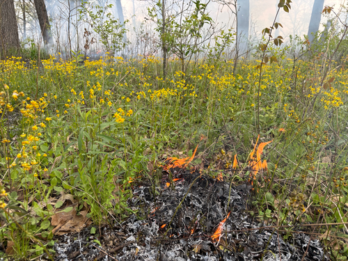 iNaturalist observation photo of savanna balsam groundsel