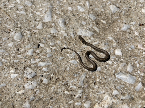 grass snake