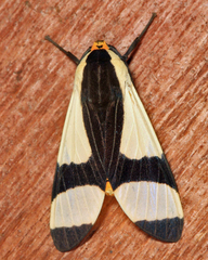 Pryteria alboatra