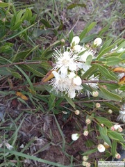 Psidium salutare mucronatum