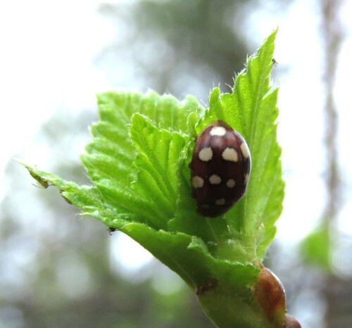 Cream-spotted Ladybird