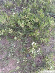 Psidium salutare mucronatum