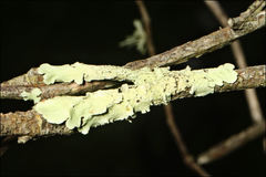 Flavoparmelia rutidota
