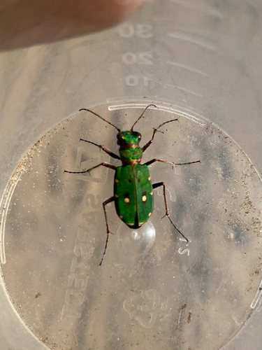 Green Tiger Beetle, Ede, Gelderland, NL, photo 9 of 10