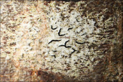 Halegrapha mucronata