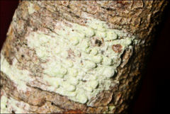 Pertusaria pertractata