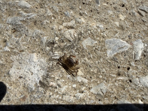 Iberian Freshwater Crab