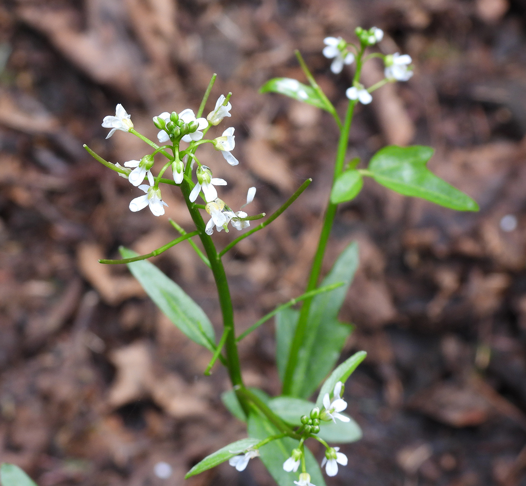 Brewer's bittercress