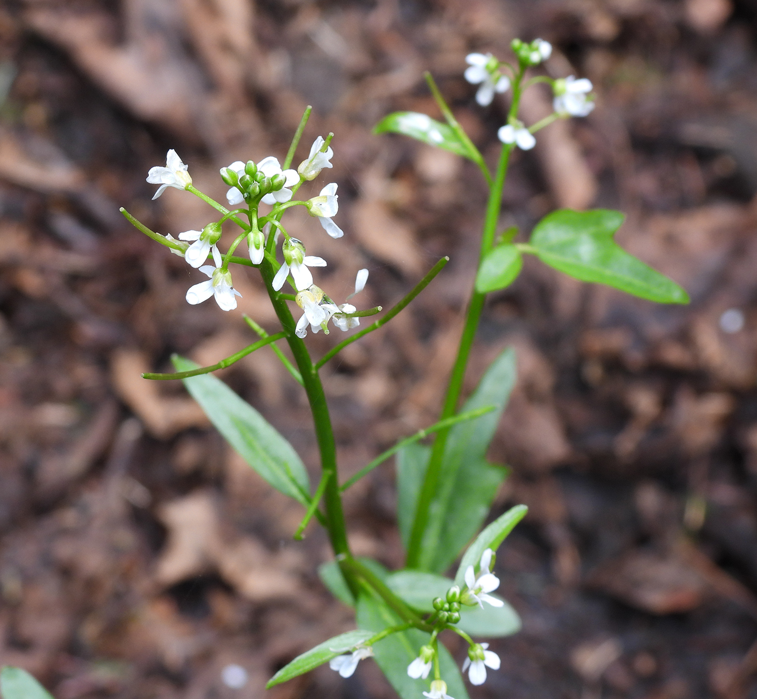 Cardamine breweri