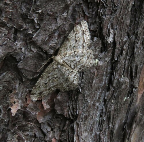Small Engrailed