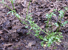Cardamine breweri orbicularis