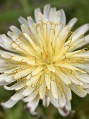 Taraxacum albidum