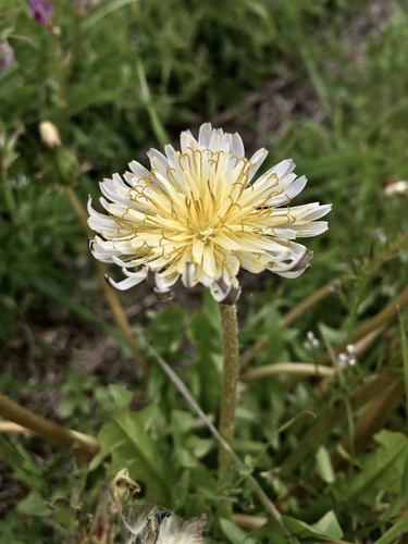 Taraxacum albidum Dahlst.