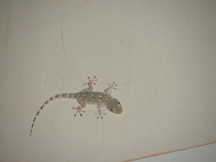 Tarentola mauritanica