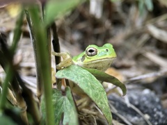 Hyla japonica