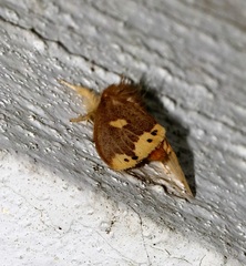 Euproctis quadrangularis