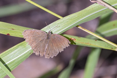 Paryphthimoides poltys