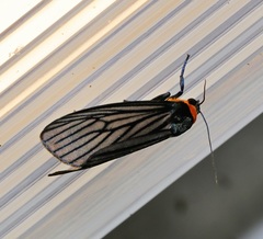 Macrobrochis fukiensis