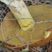 Dotted-stalked Suillus - Photo (c) mattward, some rights reserved (CC BY-NC), uploaded by mattward
