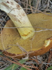 Dotted-stalked Suillus - Photo (c) mattward, some rights reserved (CC BY-NC), uploaded by mattward