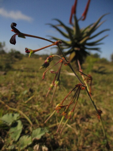 Pelargonium sidoides, photograph 3
