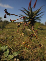 author not stated, no rights reserved Pelargonium sidoides, photograph author not stated, no rights reserved