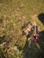 author not stated, no rights reserved Pelargonium sidoides, photograph author not stated, no rights reserved