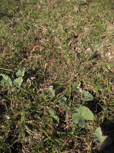 Pelargonium sidoides, photograph 4