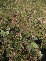 author not stated, no rights reserved Pelargonium sidoides, photograph author not stated, no rights reserved