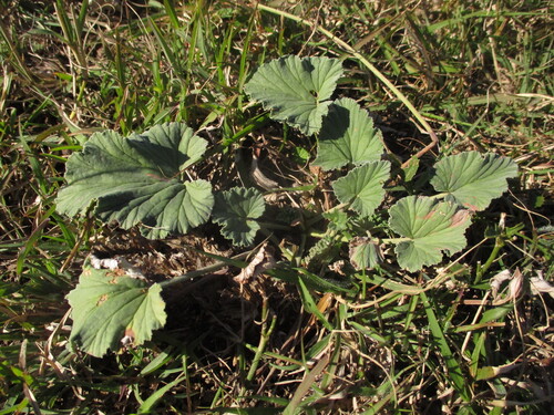Pelargonium sidoides, photograph 5