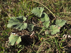 author not stated, no rights reserved Pelargonium sidoides, photograph author not stated, no rights reserved