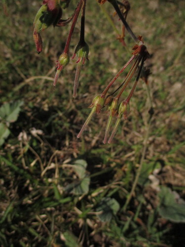 Pelargonium sidoides, photograph 6