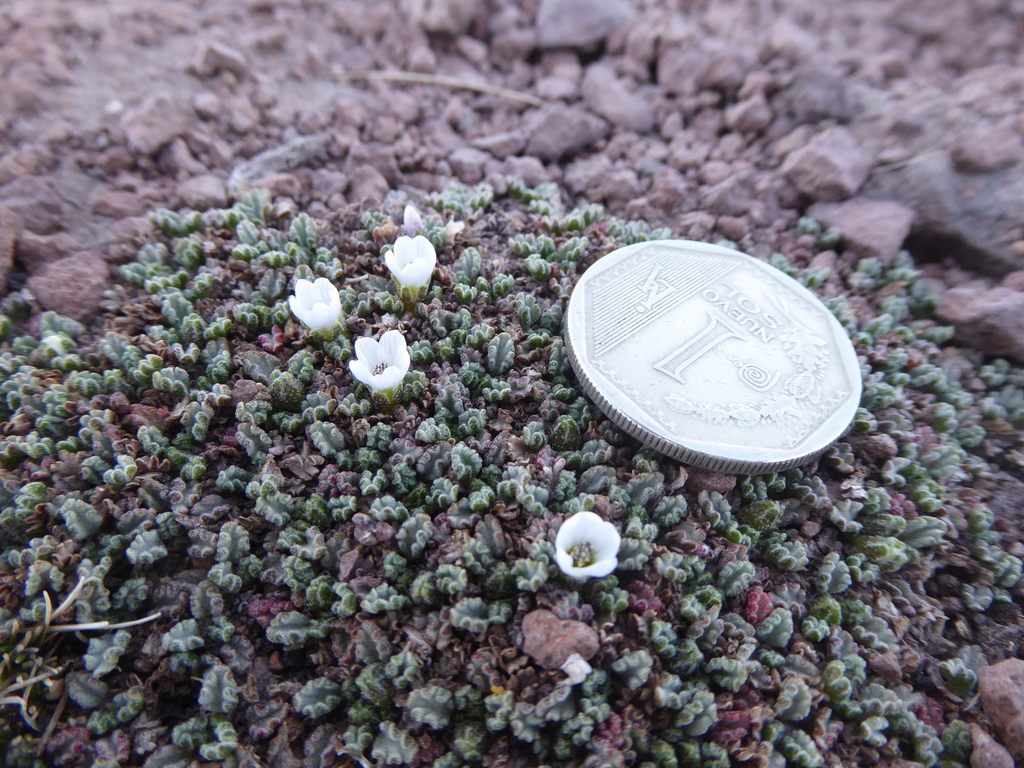 Nototriche azorella