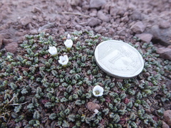 Nototriche azorella