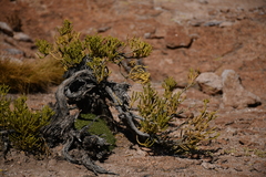 Parastrephia quadrangularis