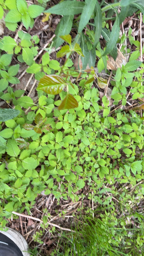 western poison ivy