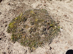 Nototriche azorella