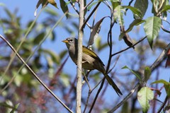 Embernagra longicauda