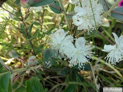 Psidium salutare mucronatum