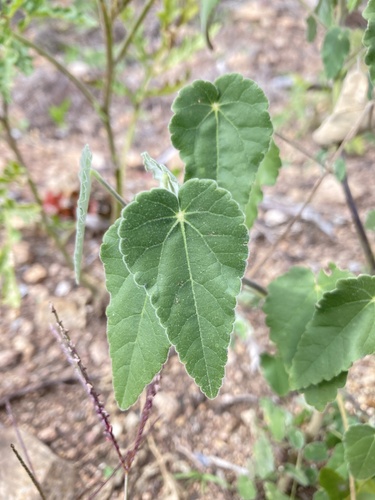 Abutilon terminale