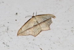 Timandra convectaria