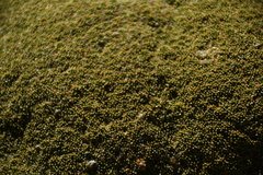 Azorella compacta