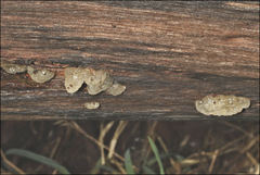 Tremella globispora