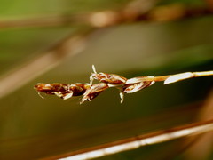 Carex tenuiculmis