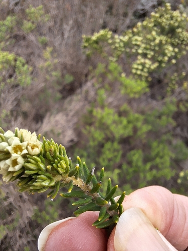 Phylica axillaris, photograph 6