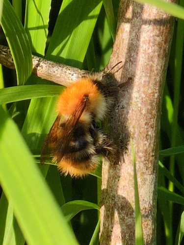 Common Carder Bumble Bee